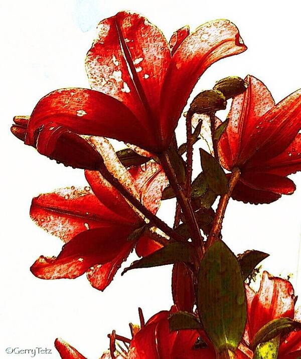 Red Art Print featuring the photograph Red Lilies by Gerry Tetz
