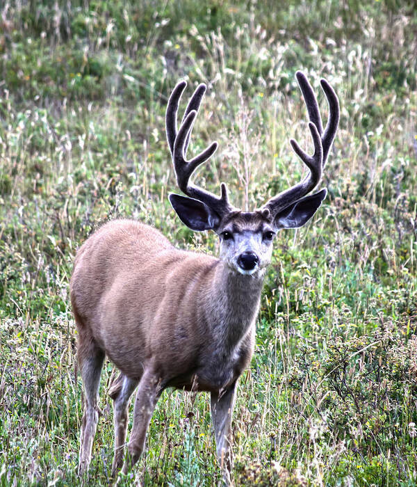 Deer Art Print featuring the photograph Rocky Mountain Buck by Shane Bechler