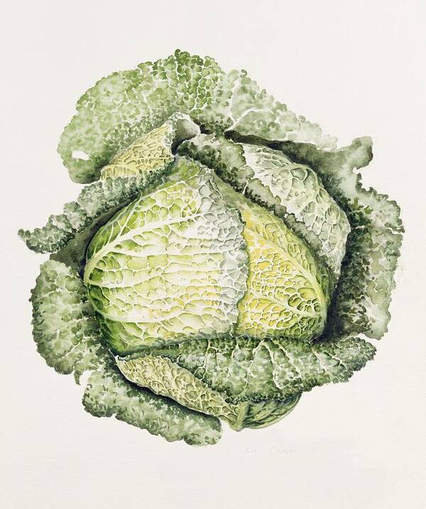 Cabbage Art Print featuring the painting Savoy Cabbage by Alison Cooper
