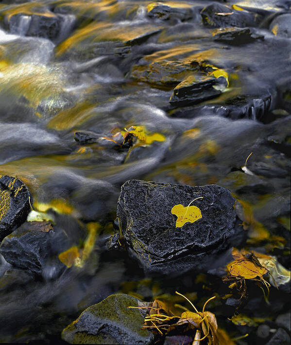 Landscape Art Print featuring the photograph Sierra Stream by Paul Breitkreuz