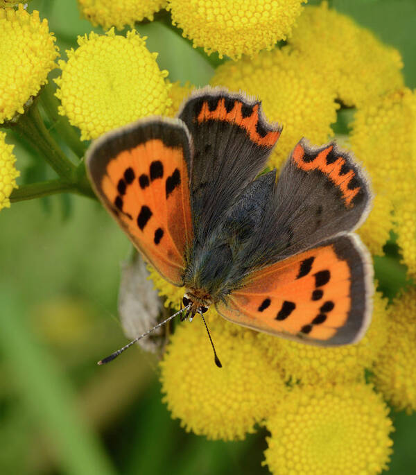 Insect Art Print featuring the photograph Small Copper Butterfly by Nigel Downer
