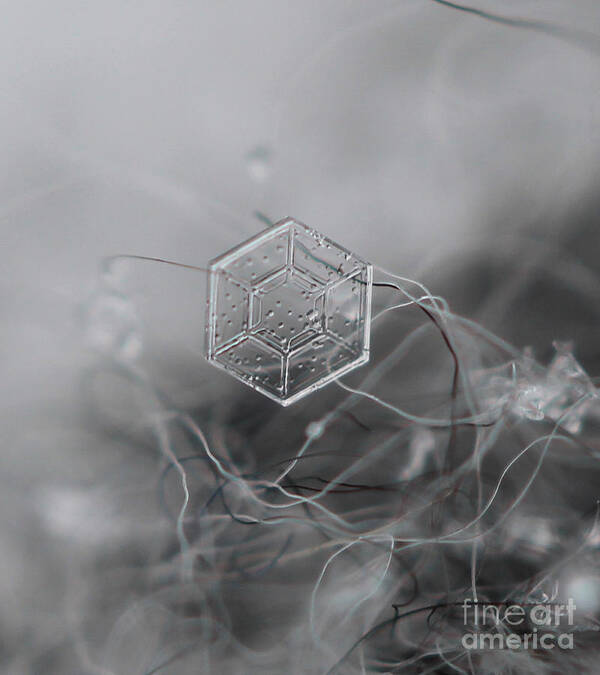 Macro Art Print featuring the photograph Snowflake Symmetry by Stacey Zimmerman