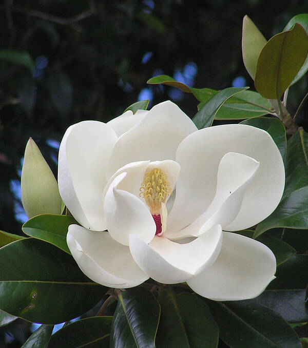 Southern Magnolia Art Print featuring the photograph Southern Magnolia by Margaret Saheed