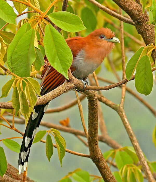 Squirrel Cuckoo Art Print featuring the photograph Squirrel Cuckoo in Costa Rica by Peggy Collins
