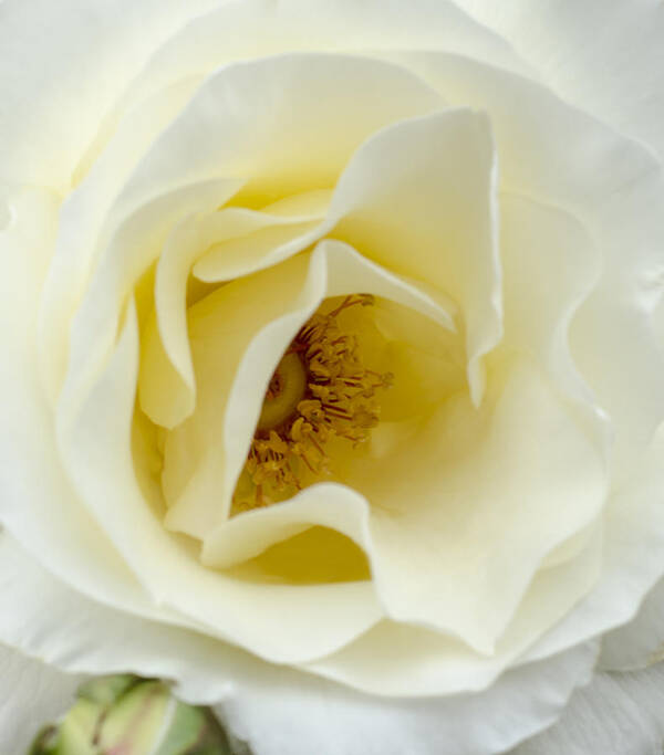 Rose Art Print featuring the photograph Stamens by Spikey Mouse Photography