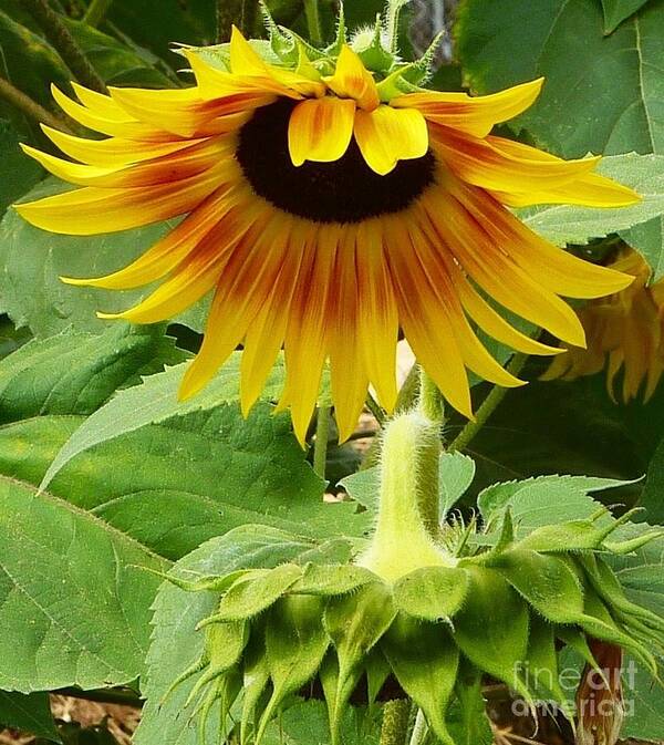 Sun Flower Art Print featuring the photograph Sunflower Bow by Susan Garren