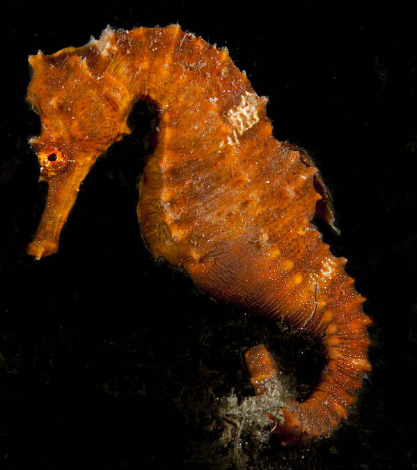 Seahorse Art Print featuring the photograph The Bright Orange Seahorse by Sandra Edwards