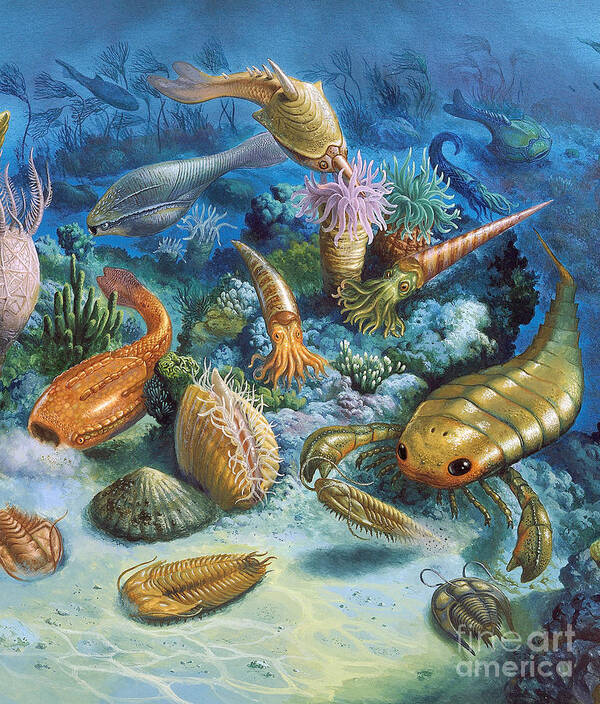 Illustration Art Print featuring the photograph Underwater Life During The Paleozoic by Publiphoto