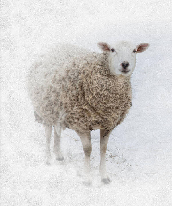 Sheep Art Print featuring the photograph Warm and Fuzzy by Robin-Lee Vieira