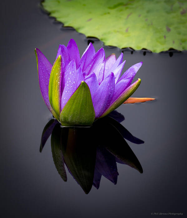 Water Lily Art Print featuring the photograph Water Lily #12 by Phil Abrams
