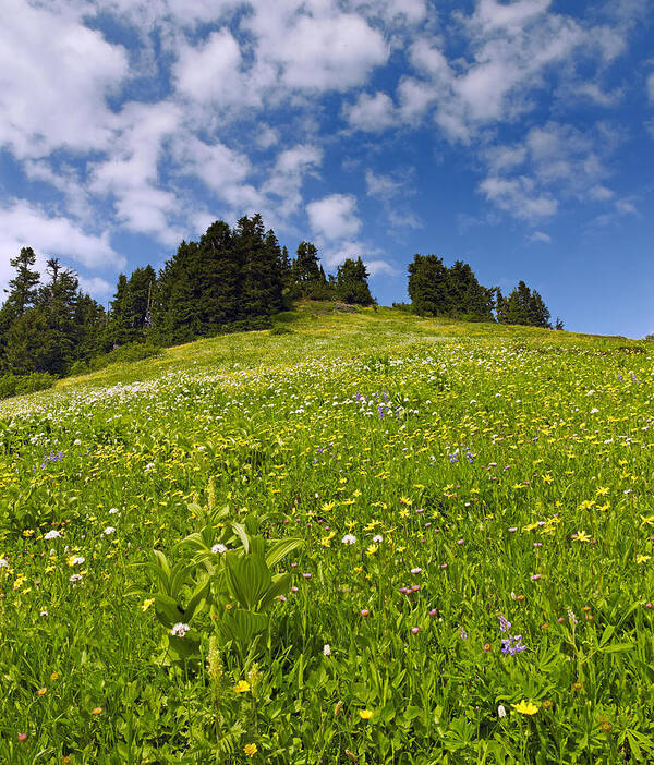 Flowers Art Print featuring the photograph Wildflowers in North Cascades - Washington by Brendan Reals