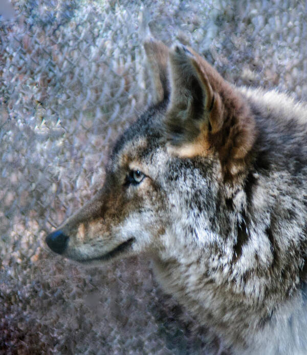 Wolf Art Print featuring the photograph Wolf Portrait by Tam Ryan