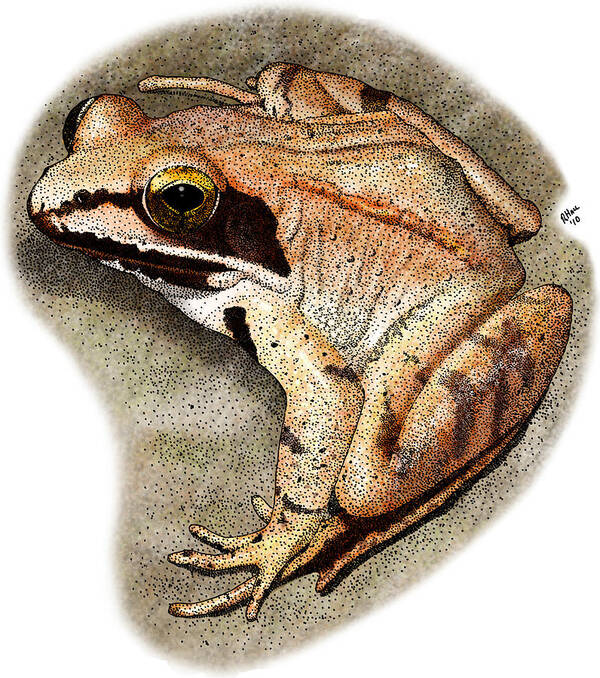 Wood Frog Art Print featuring the photograph Wood Frog by Roger Hall