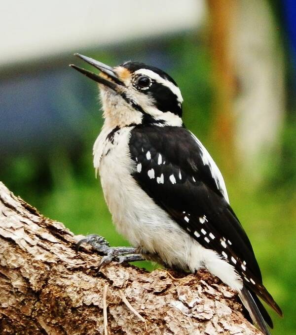 Woodpecker Art Print featuring the photograph Young Hairy Woodpecker by VLee Watson