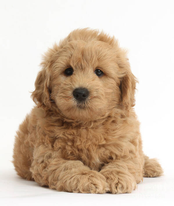 Nature Art Print featuring the photograph Goldendoodle Puppy by Mark Taylor