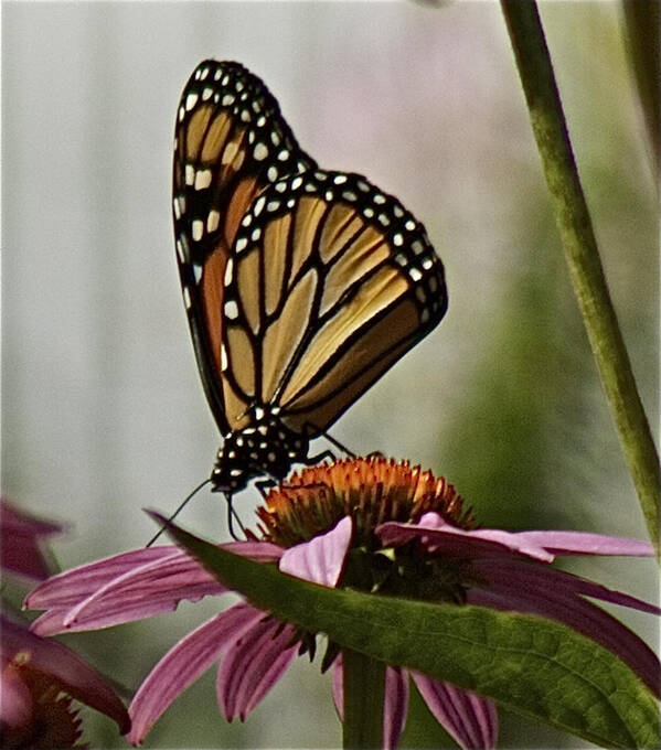 Monarch Butterfly Art Print featuring the photograph Monarch Butterfly by Suanne Forster
