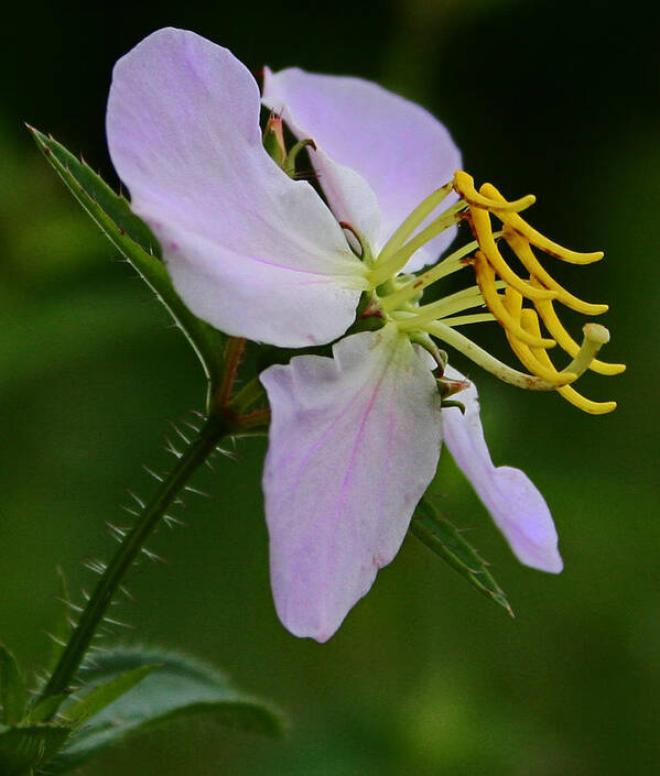 Flower Art Print featuring the photograph Wild Orchid #1 by Karen Harrison Brown