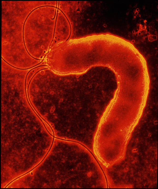 Helicobacter Pylori Art Print featuring the photograph Helicobacter Pylori Bacterium #2 by Nibsc