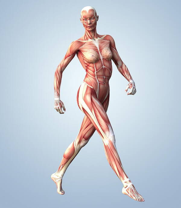 Muscular System #4 Art Print by Science Photo Library - Science 