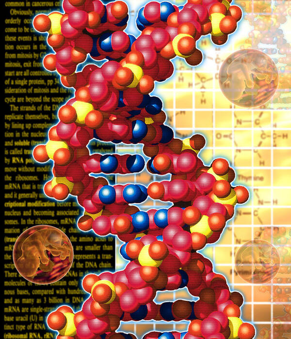 Foetus Art Print featuring the photograph Artwork Of Foetuses And Dna by Victor Habbick Visions
