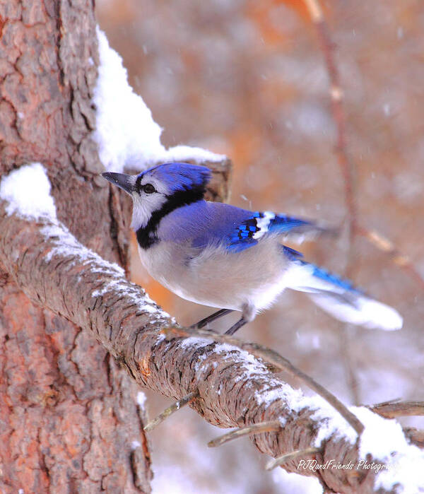  Art Print featuring the photograph 'Beautiful Blue Jay in Snow' by PJQandFriends Photography
