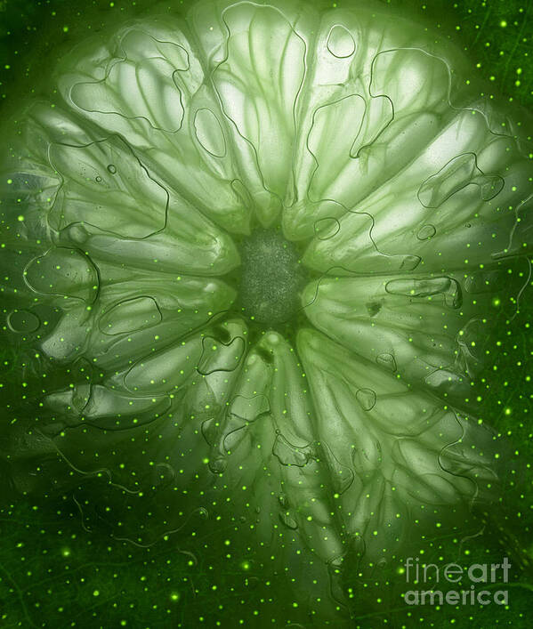 Cosmic Art Print featuring the photograph Cosmic Lime by Janeen Wassink Searles