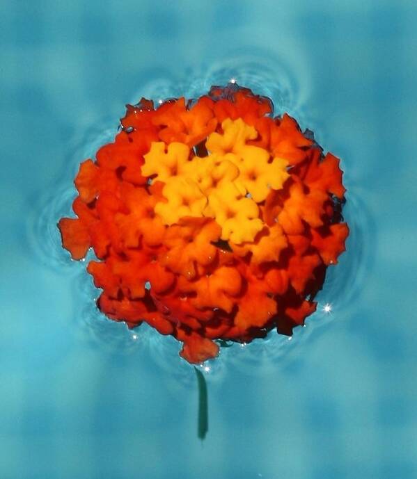 Foto Art Print featuring the photograph Flower 1 by Roger Cummiskey