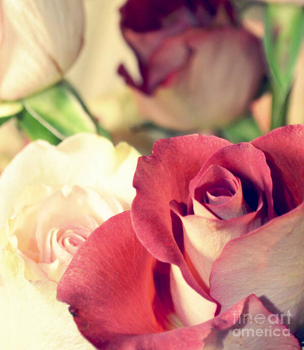 Rose Art Print featuring the photograph Gather Beauty by Robin Dickinson
