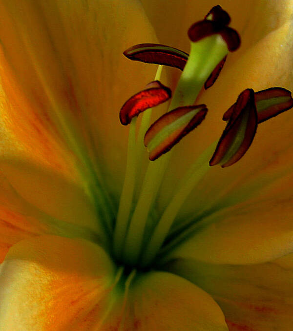Lily Art Print featuring the photograph Glowing Lily by Karen Harrison Brown