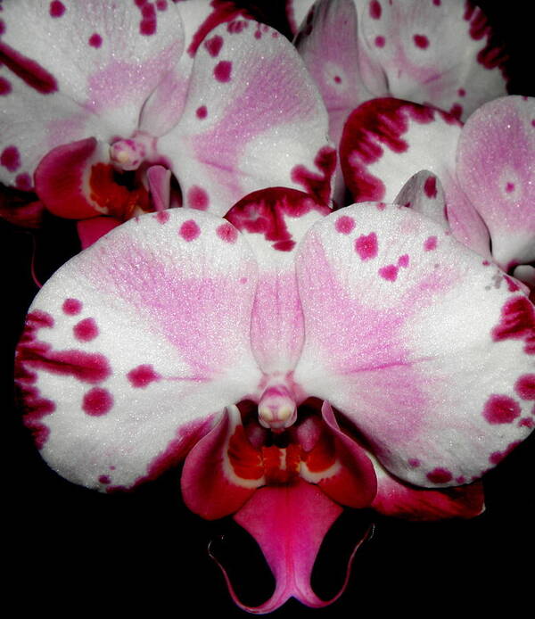 Orchid Art Print featuring the photograph Hybrid beauty by Kim Galluzzo