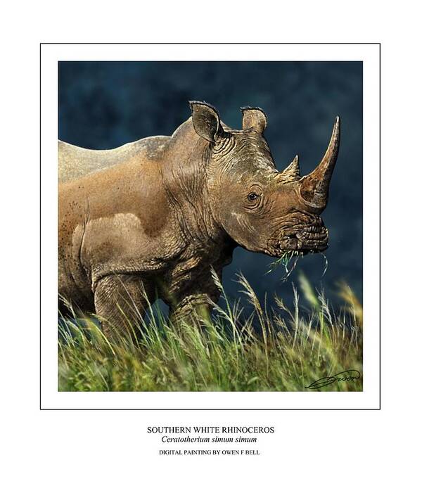 Rhinoceros Art Print featuring the digital art Southern White Rhino by Owen Bell