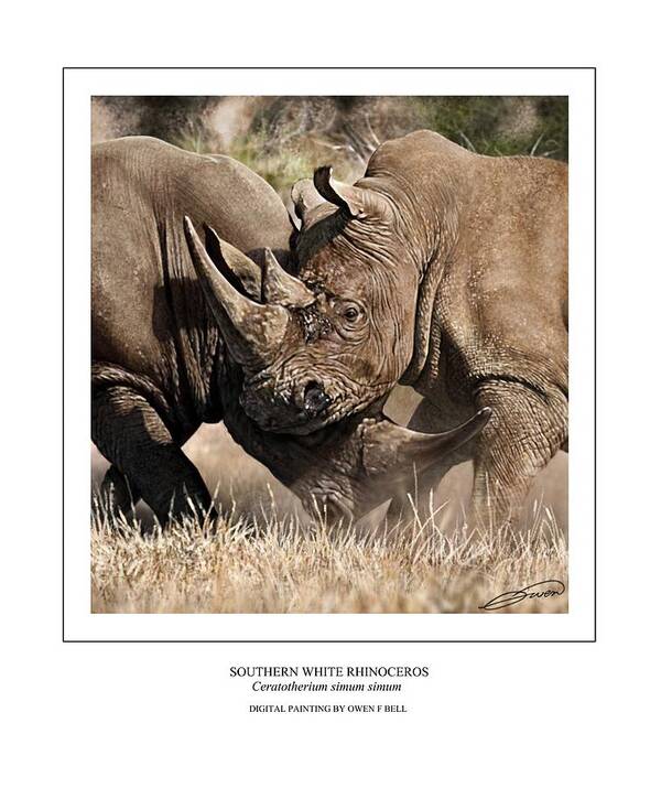 Rhinoceros Art Print featuring the digital art Southern White Rhinos Jousting by Owen Bell