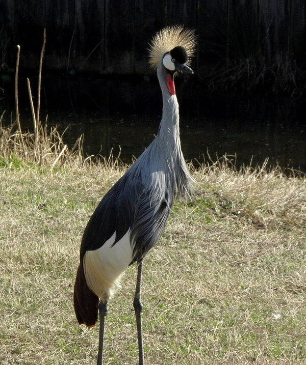 Bird Art Print featuring the photograph Spikey by Kim Galluzzo