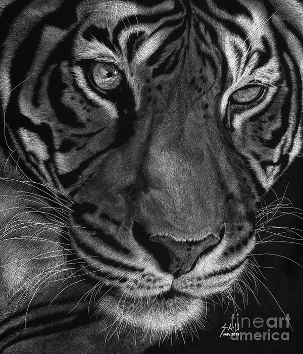 Tiger Art Print featuring the drawing Sumatran Tiger by Sheryl Unwin