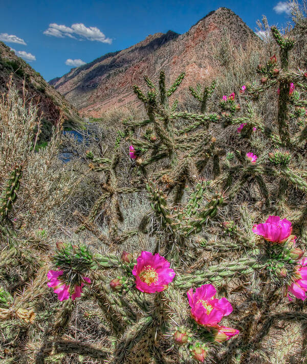 Cholla Bloom Art Print featuring the photograph Summer Bloom by Britt Runyon