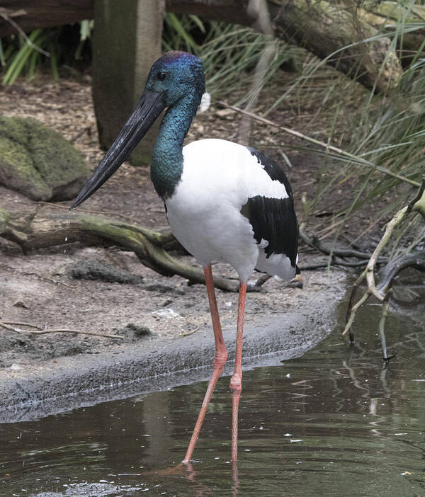 Bird Art Print featuring the photograph Black-necked Stork #1 by Masami Iida