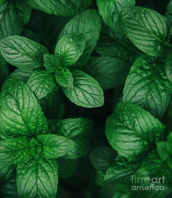Mint Art Print featuring the photograph Mint green leaves pattern background #2 by Jelena Jovanovic