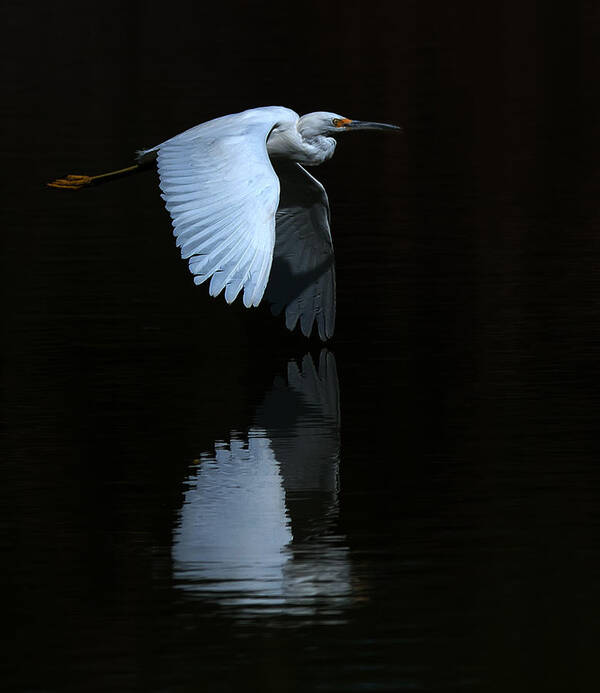 Snowy Egret Art Print featuring the photograph Snowy Egret Wing Reflection #1 by Tam Ryan