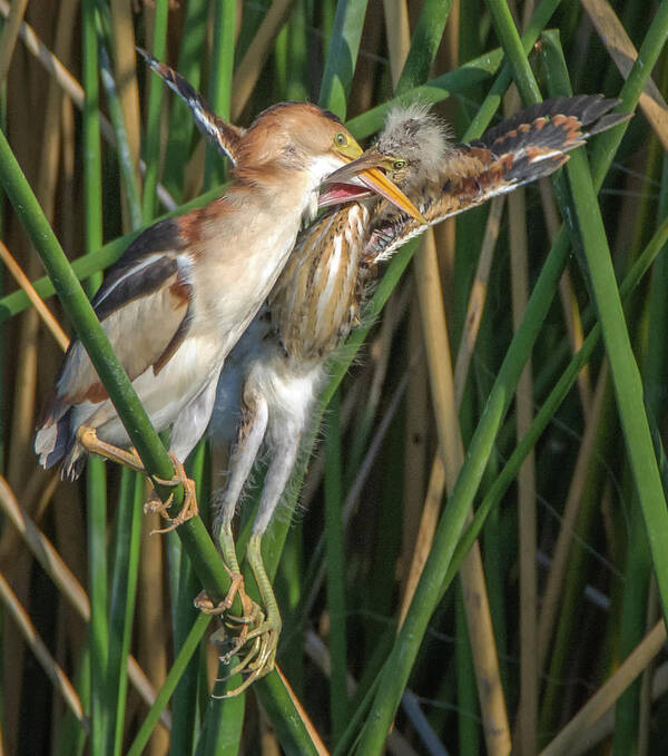 Least Art Print featuring the photograph Least Bittern Adult and Juvenile #2 by Tam Ryan