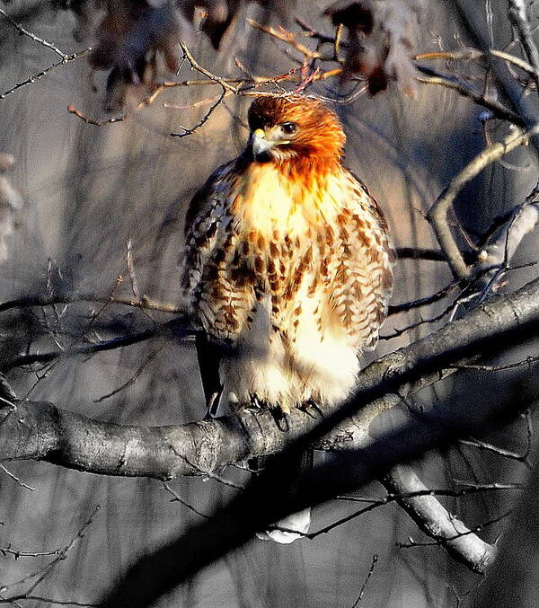Lake View Art Print featuring the digital art Red-tailed Hawk #2 by Aron Chervin