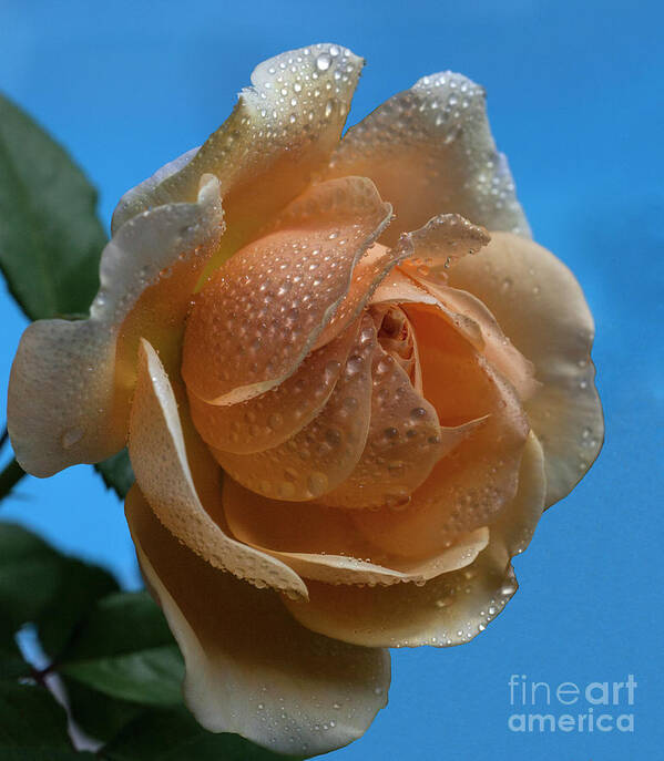 Rose Art Print featuring the photograph Peachy #3 by Doug Norkum