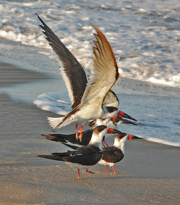 Black Skimmers Art Print featuring the photograph 3- Upward and Onward by Joseph Keane