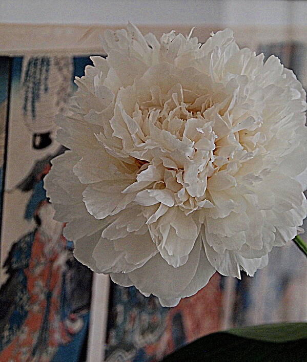 Photography Art Print featuring the photograph A Fluff of Petals by Nancy Kane Chapman