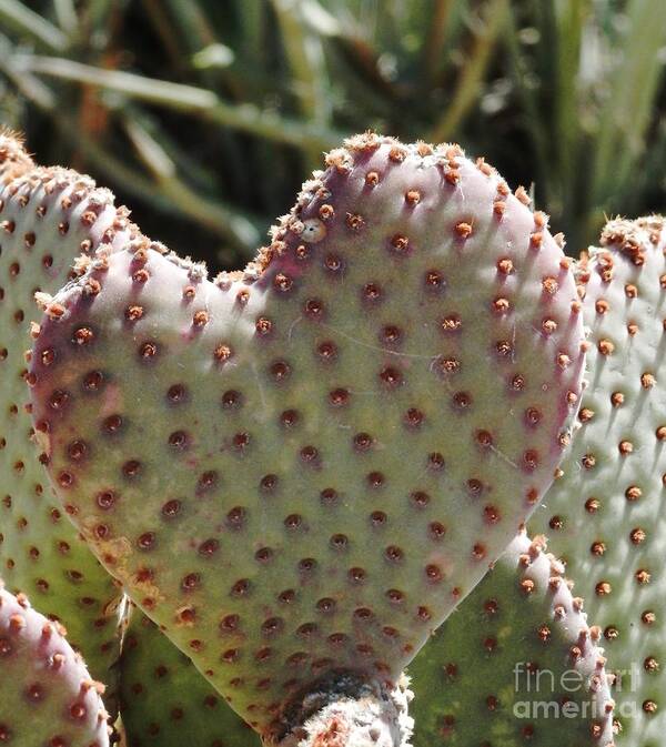 Cactus Art Print featuring the photograph A heart in the desert by Barbara Leigh Art