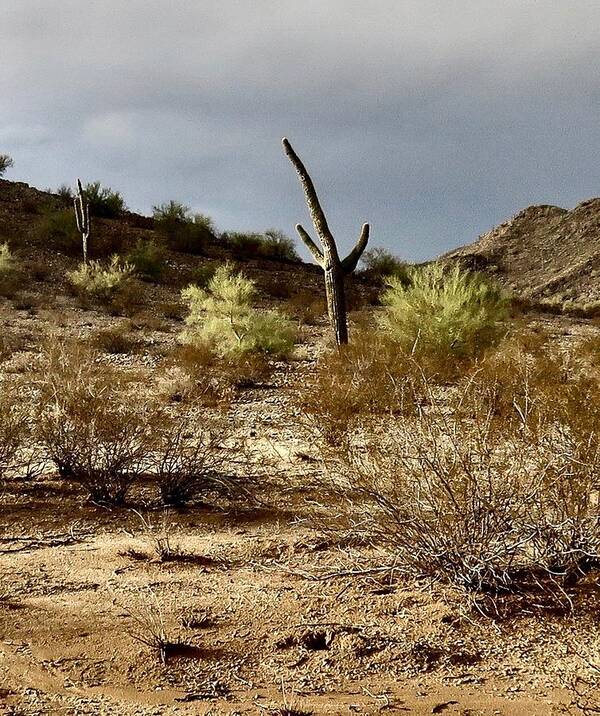 Arizona Art Print featuring the photograph Arizona Desert After the Storm by Judy Kennedy