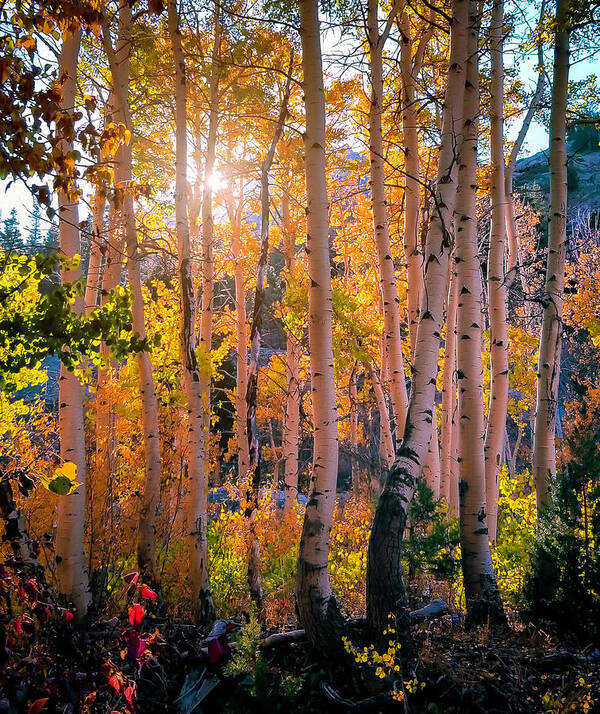 Aspen Art Print featuring the photograph Aspens in fall color by Jerome Obille