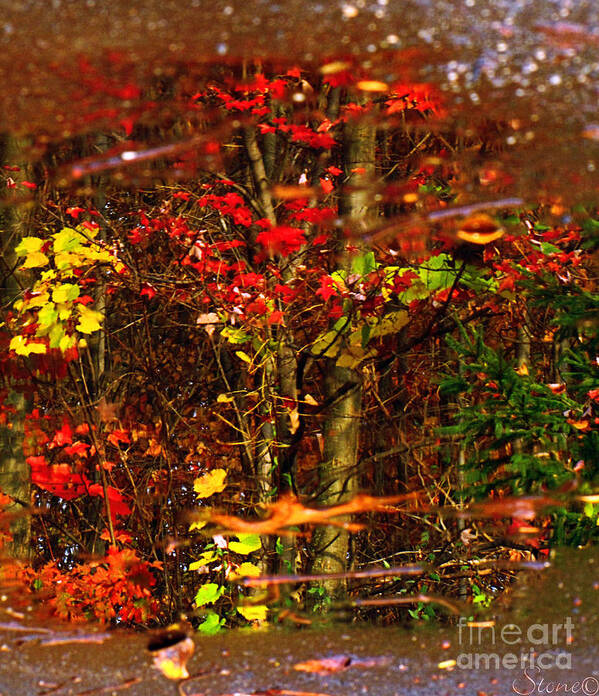 Tree Art Print featuring the photograph Autumns Looking Glass 2 by September Stone