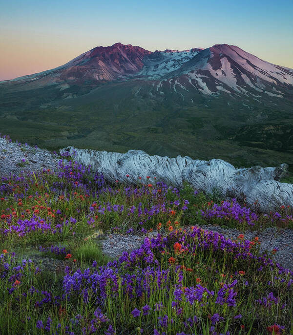 Mt St Helens Art Print featuring the photograph Beauty From Ashes by Angie Vogel