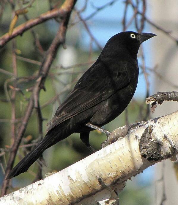 Black Art Print featuring the photograph Blackbird by Cheryl Charette