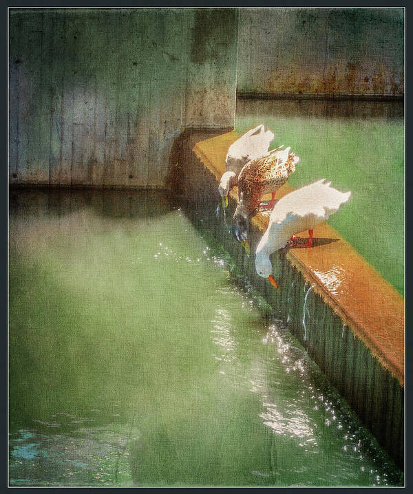 Ducks Art Print featuring the photograph Bottoms Up by John Anderson